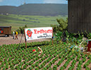 %_tempFileName1265%20Erdbeerfeld%