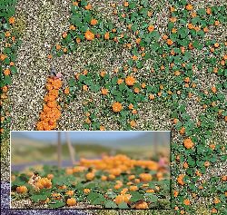 Pumpkin Field