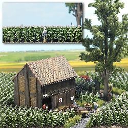 Tobacco Plants