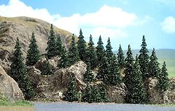 25 Pine trees