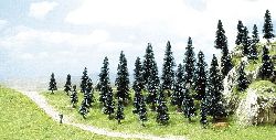 35 spruces with roots