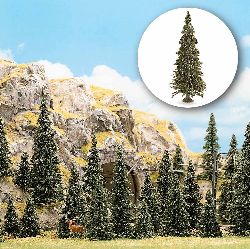 20 Pine trees with roots
