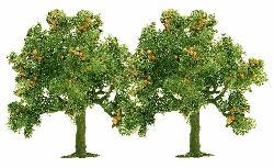 2 Apfelb�ume