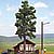 Deciduous Tree