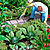 Farm Garden