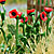 Poppy Plants