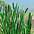 Cattails/Bulrush