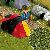 �Groundcover�-Bodendecker: Sommergras