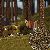 �Groundcover�-Bodendecker: Sp�tsommergras