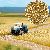 �Groundcover�-Bodendecker: Kornfeld