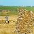 �Groundcover�-Bodendecker: Kornkreise
