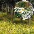 Starter Kit: Ground Cover for Forest & Meadow