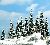20 Schneetannen
