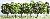 15 deciduous trees