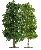 2 deciduous trees