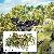 Kit for realistic trees and bushes