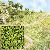 Streupulver maigr�n