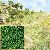 Streupulver gr�n