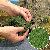 Foliage maigr�n
