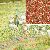 Bl�tenflocken Sommerblumen