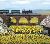 96 Sunflowers