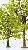 Deciduos tree for graden railways