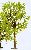 Deciduos tree for graden railways